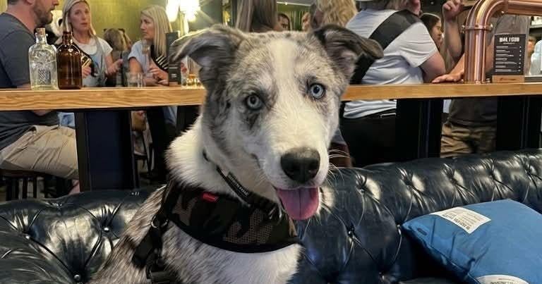 The Bark of Indiana State: ESA Dogs Cover Campus