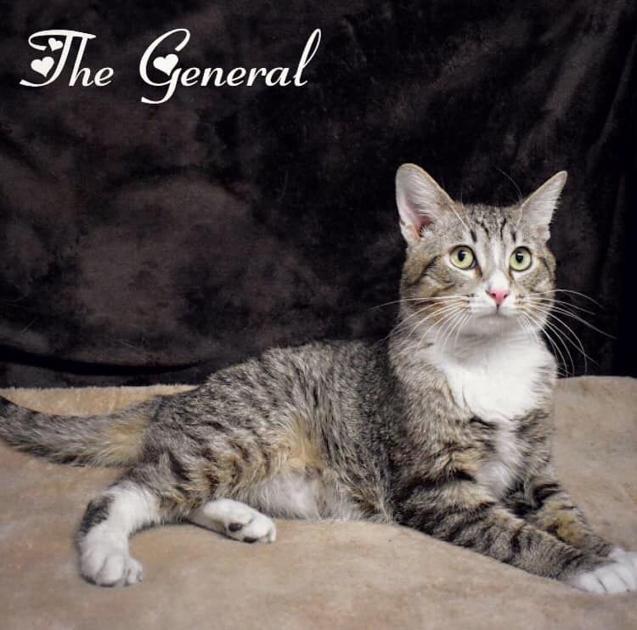 PET OF THE WEEK : The General | Featured - Imperial Valley Press