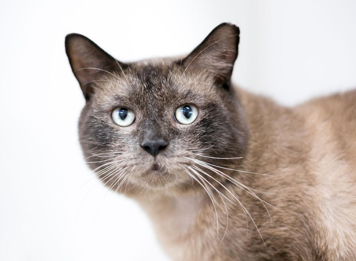 Paws And Pages Feral Cat Deterrents Local News Ivpressonline Com
