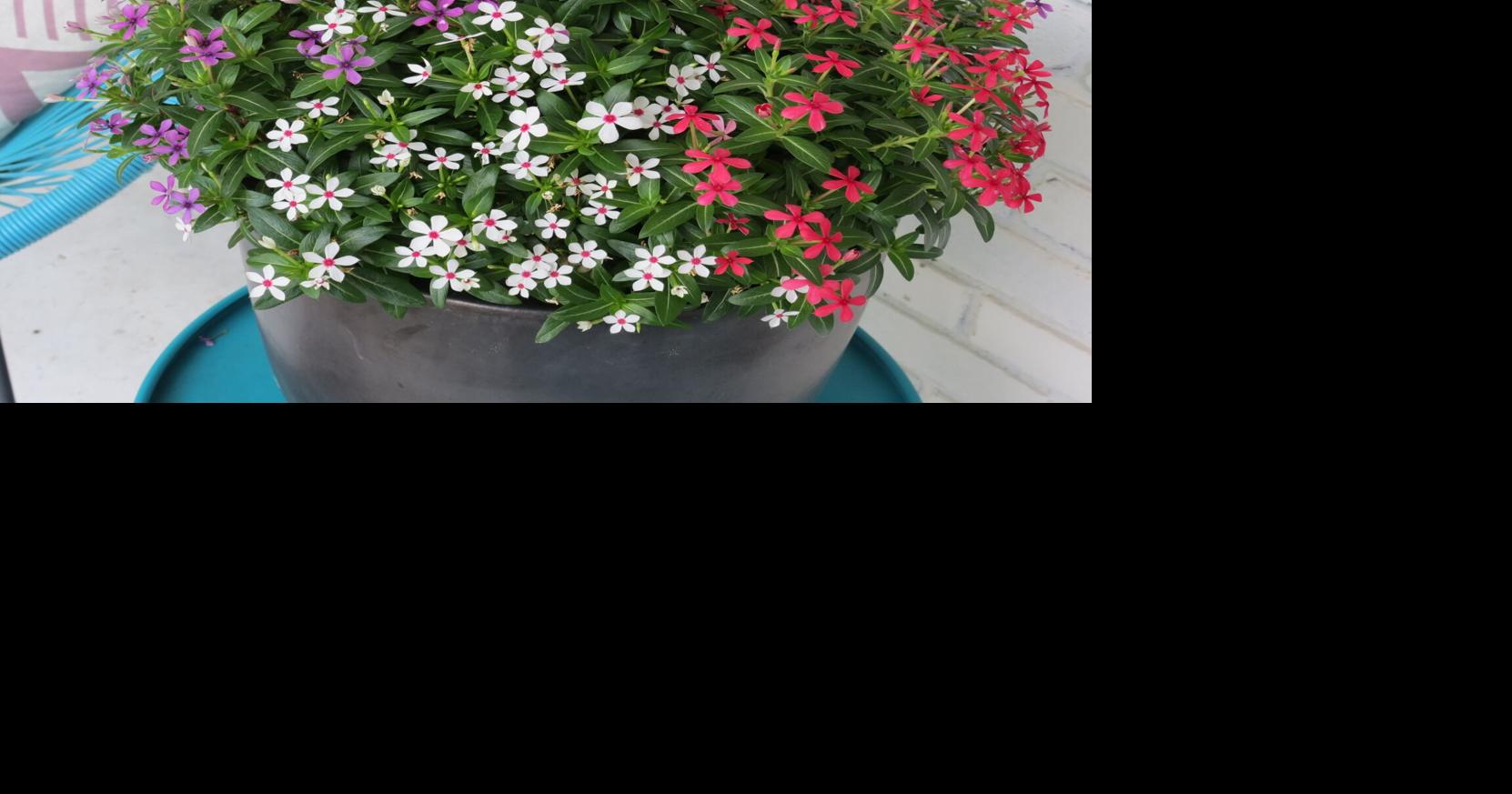 HOME AND GARDEN: Easy-care patriotic container gardens