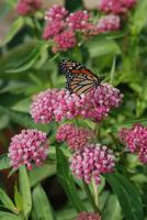 Celebrate the Year of the Asclepias by Planting Milkweed
