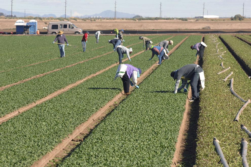 Imperial Valley farmers Voluntary food safety regulations more