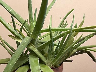 agave parryi parryi Agave Parryi Raulston – Planet Desert main image 1