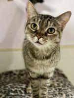 PET OF THE WEEK: Lola