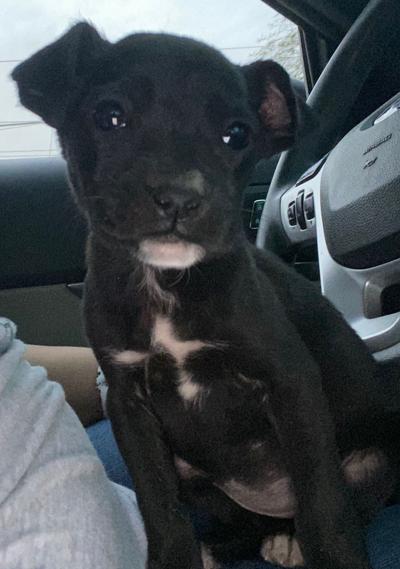 PET OF THE WEEK: Meg | Local News | ivpressonline.com