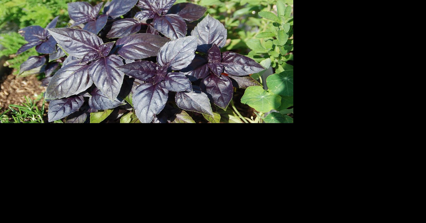 HOME AND GARDEN: Growing basil | Premium Plus | ivpressonline.com