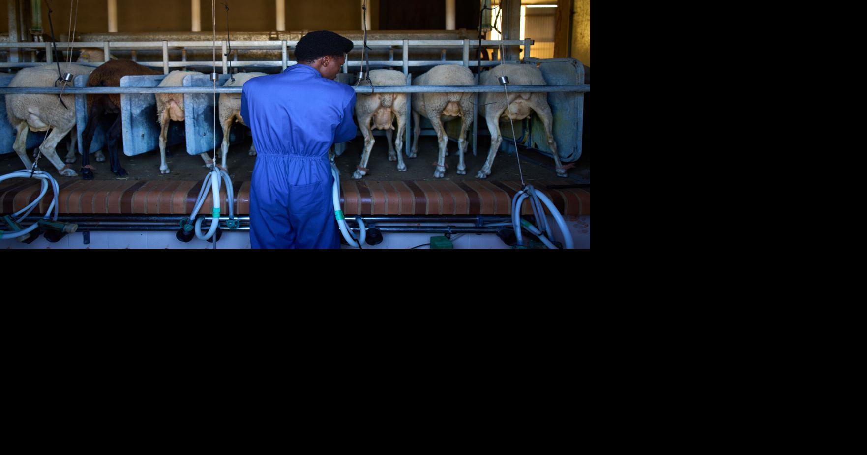 African migrants learn shepherding in Spain, in photos