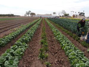 UC Farm Smart to Host 25th Anniversary Event for the Community