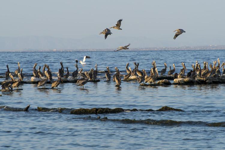 Parks California invites community and Tribal organizations to apply for 2026 Route to Parks grants