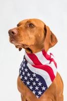 PAWS AND PAGES: Preparing for the 4th