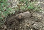 New guide helps organic growers deal with digging rodents