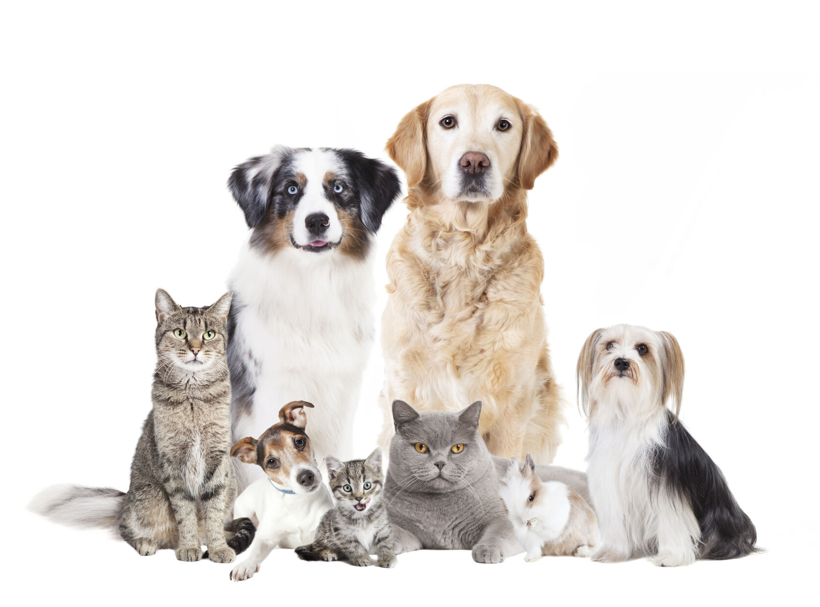 PAWS AND PAGES: 10,000 Paws & Whiskers - Vimarsana News