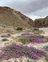LAND OF EXTREMES: The desert in bloom