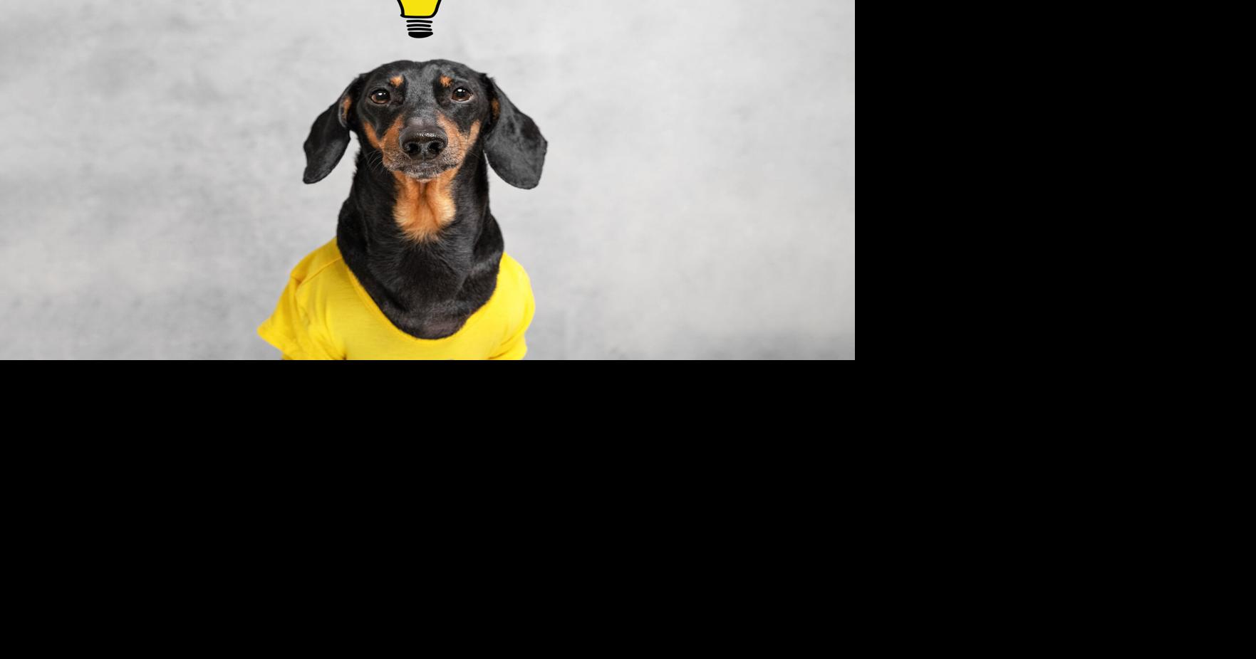 PAWS AND PAGES: Your dog’s brainpower | Open