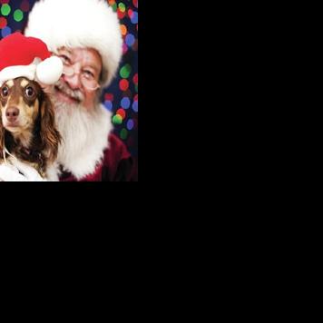 PAWS AND PAGES: Holiday hazards