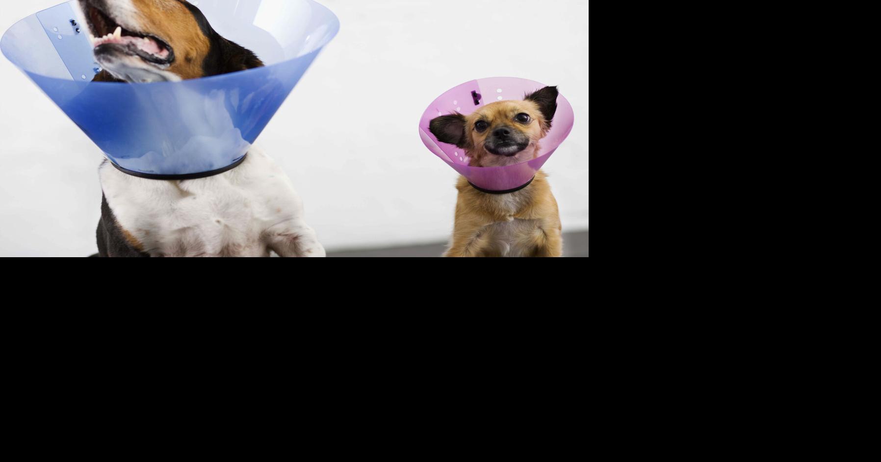 PAWS & PAGES: The SNIP Act (AB 2010)