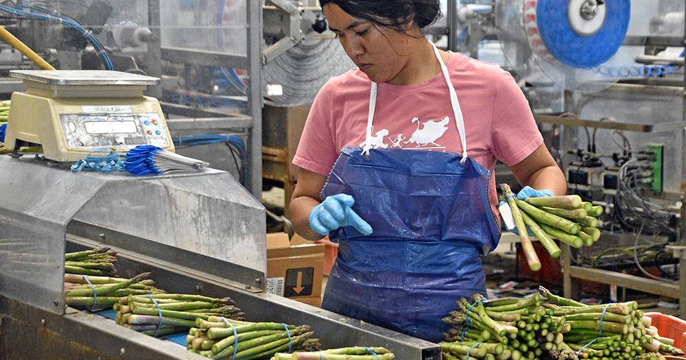 FARM: Despite acreage decline, asparagus growers hang on