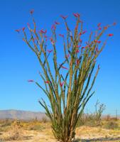 Looming blooms: a desert alive!