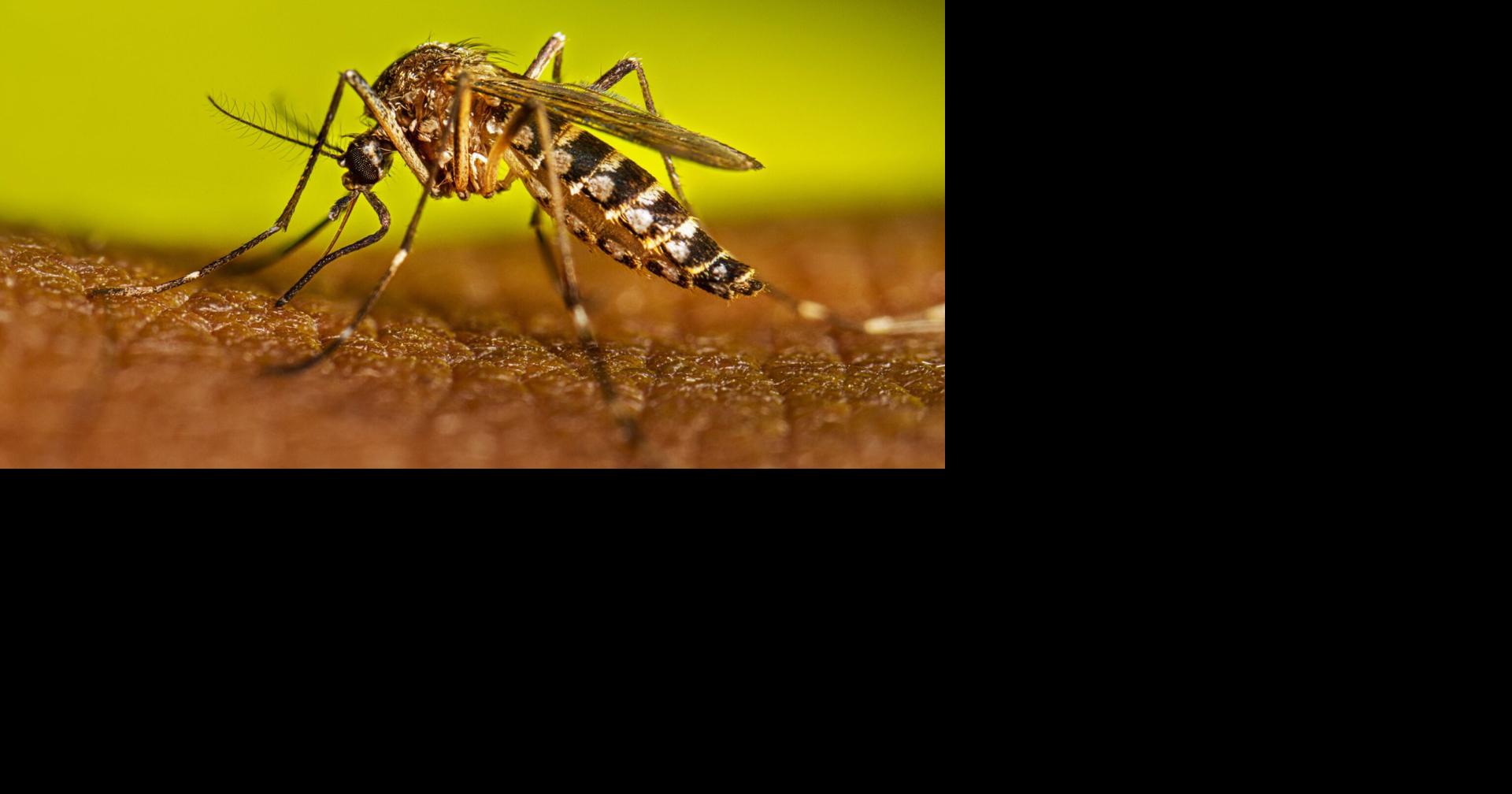 Health officials urge action as invasive insect spikes in Calexico, Brawley, and Heber