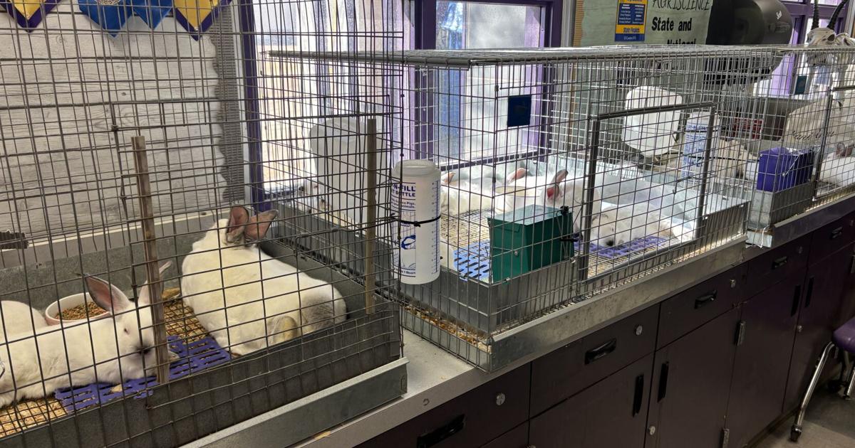 FFA members put in the work for fair rabbits | IVHIGH | ivpressonline.com