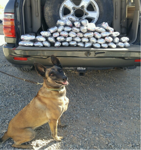 Border patrol malinois dog hotsell