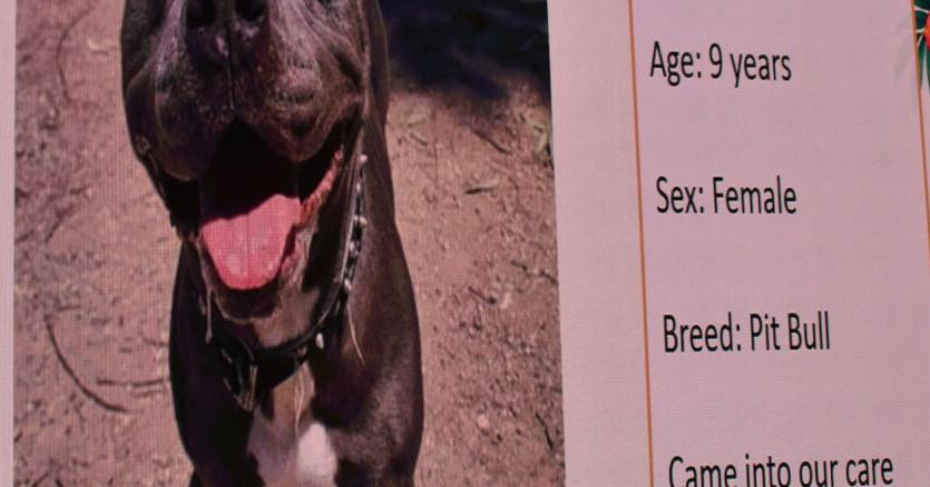 Mutts & Margaritas fundraiser supports plans for new Imperial County animal shelter
