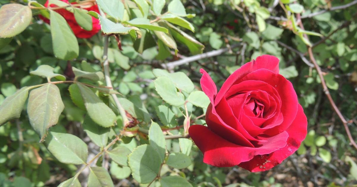 Gardening Roses 101 Pruning Hybrid Tea Roses Valley Women Ivpressonline Com Gardening Roses 101 Pruning Hybrid Tea Roses Valley Women Ivpressonline Com