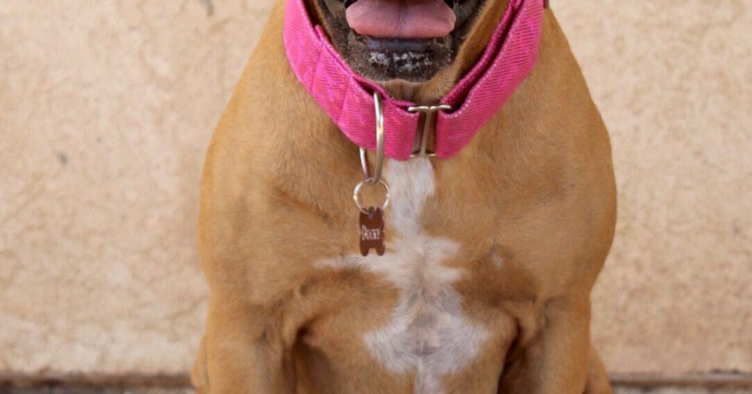 PET OF THE WEEK: Ducky | Featured