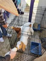 New goats at high school create new learning opportunities