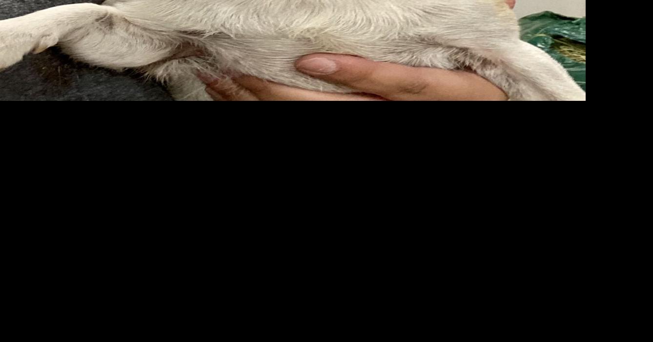 PET OF THE WEEK Niles Local News