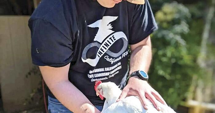 Poultry prodigy: 4-H'er turns a handful of chicks into a thriving business