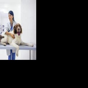 PAWS AND PAGES: California enacts major new animal welfare laws for 2026