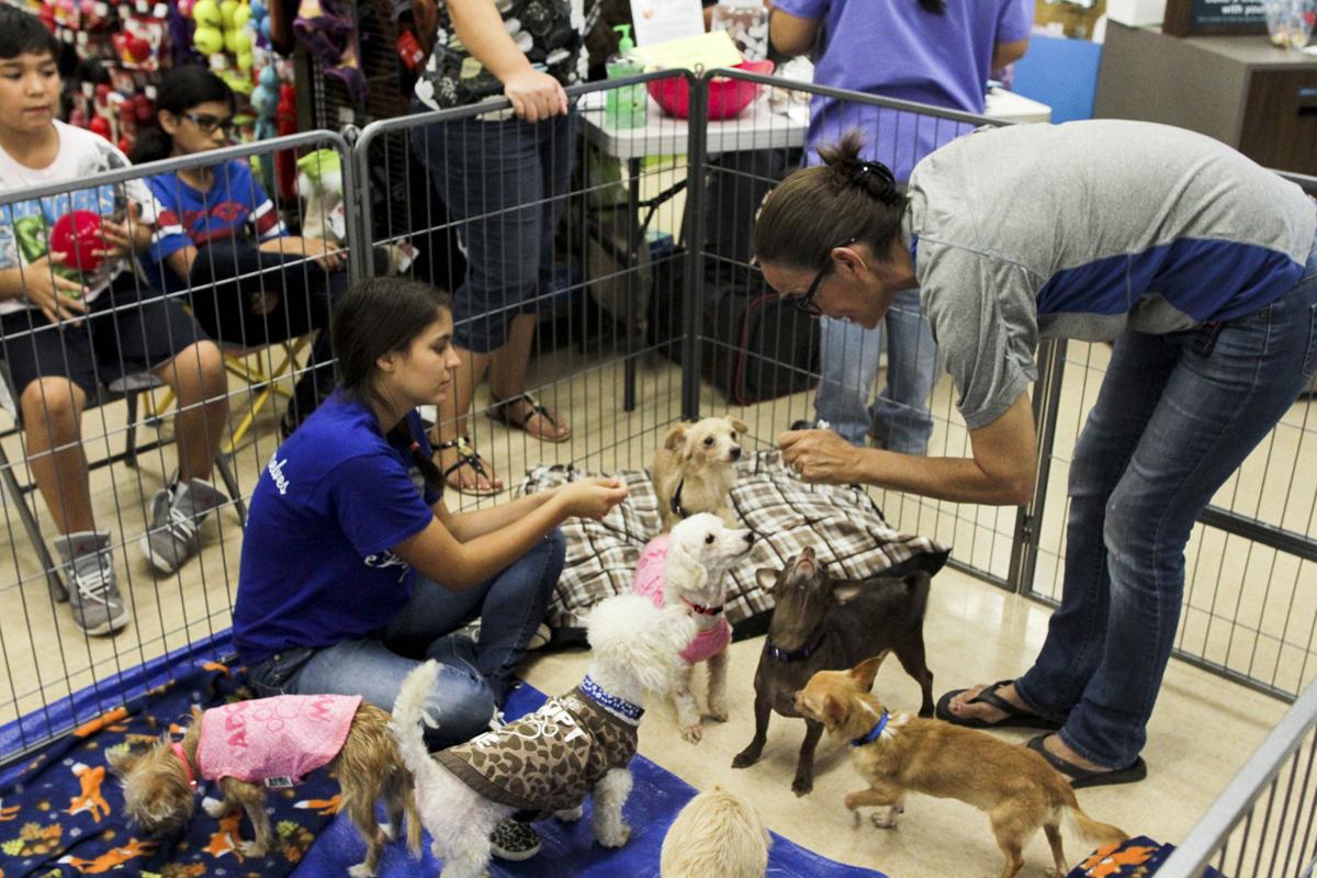 Petco Pet Adoption Photos