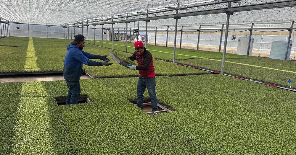 FARM: Transplant nurseries celebrate seed improvements