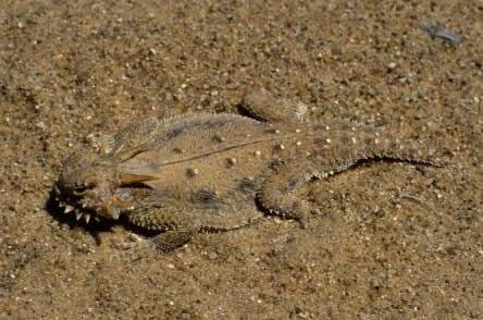 LAND OF EXTREMES: Summertime in the Imperial Valley_lizard