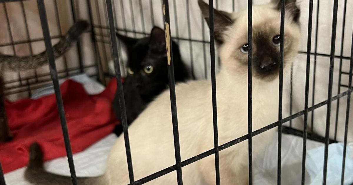 Humane Society registers high number of adoptions in December | Local ...