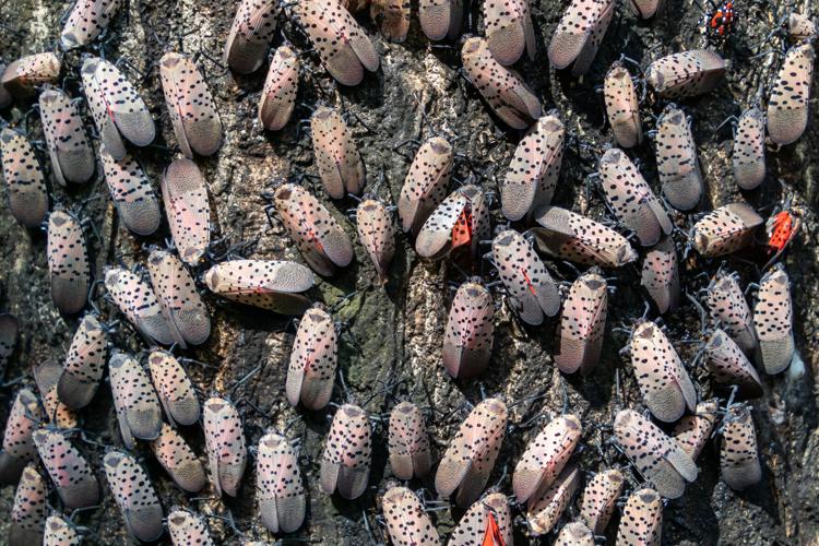 protect trees from lanternflies