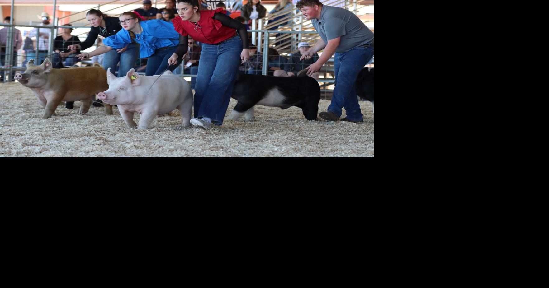 IV Classic Livestock Show highlights youth and agriculture