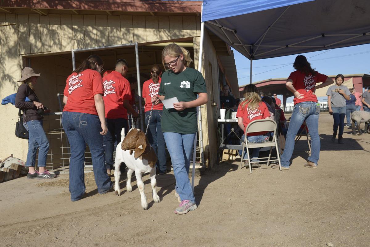 FFA, Imperial County 4H, Imperial Valley Grange animal projects move