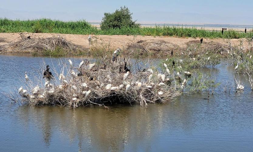 IID transitions leadership role from Salton Sea Authority to the state’s Salton Sea Conservancy