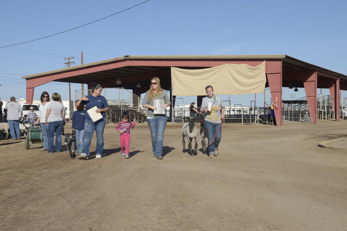 FFA, Imperial County 4H, Imperial Valley Grange animal projects move