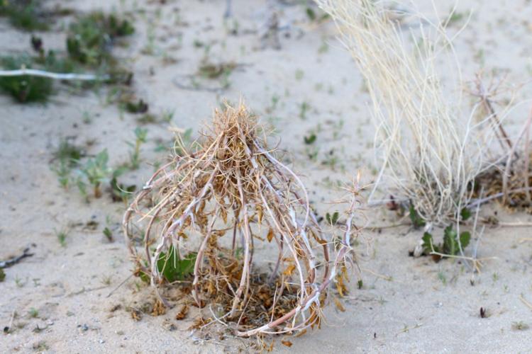 DESERT GARDENER: Bird Cages in the Dunes? | Valley Women | ivpressonline.com