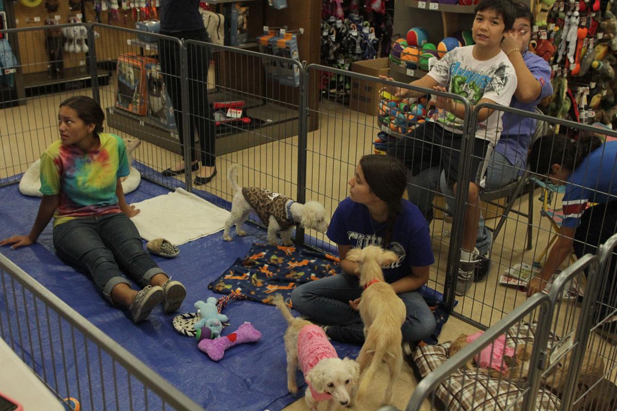 Petco Pet Adoption Photos
