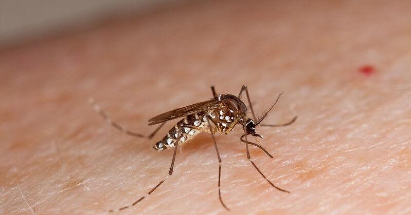 County health officials identify mosquito pools positive for St. Louis encephalitis