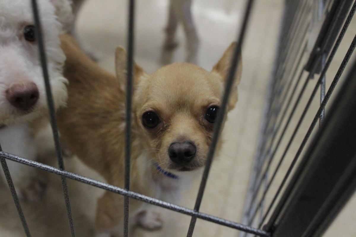 Petco Pet Adoption Photos Ivpressonline petco-pet-adoption-photos-ivpressonline