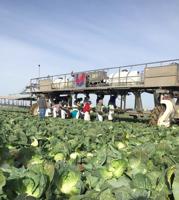 Cabbage growers report big supplies for St. Patrick’s Day