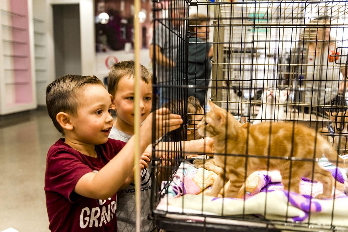 Humane Society’s adoption event helps animals thrive | Local News