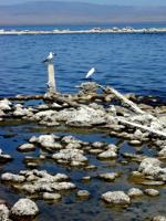 Officials pondering structural changes to Salton Sea Manager Program