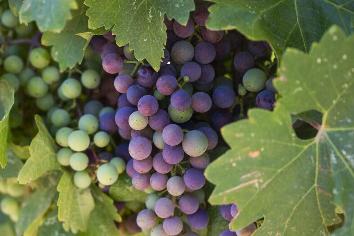 FARM: California lost 8% of its wine grape vineyards in the last year, new data shows