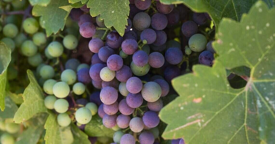FARM: California lost 8% of its wine grape vineyards in the last year, new data shows